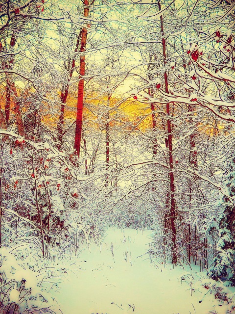 Fondo de pantalla Winter Siberian Forest 480x640