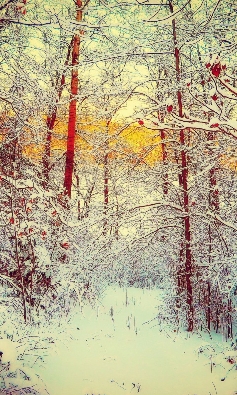 Winter Siberian Forest wallpaper 480x800