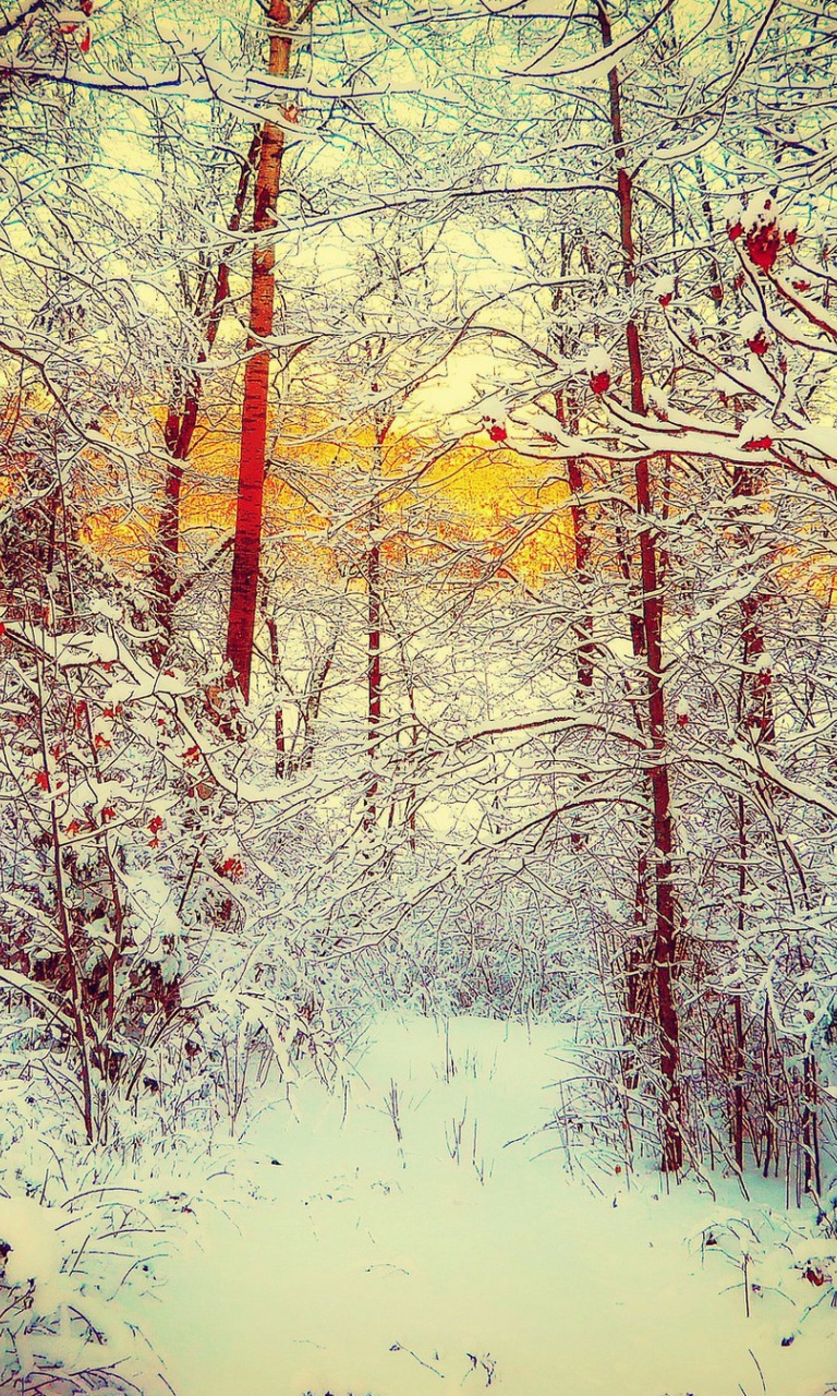 Winter Siberian Forest wallpaper 768x1280