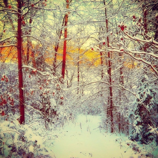 Winter Siberian Forest - Obrázkek zdarma pro iPad mini
