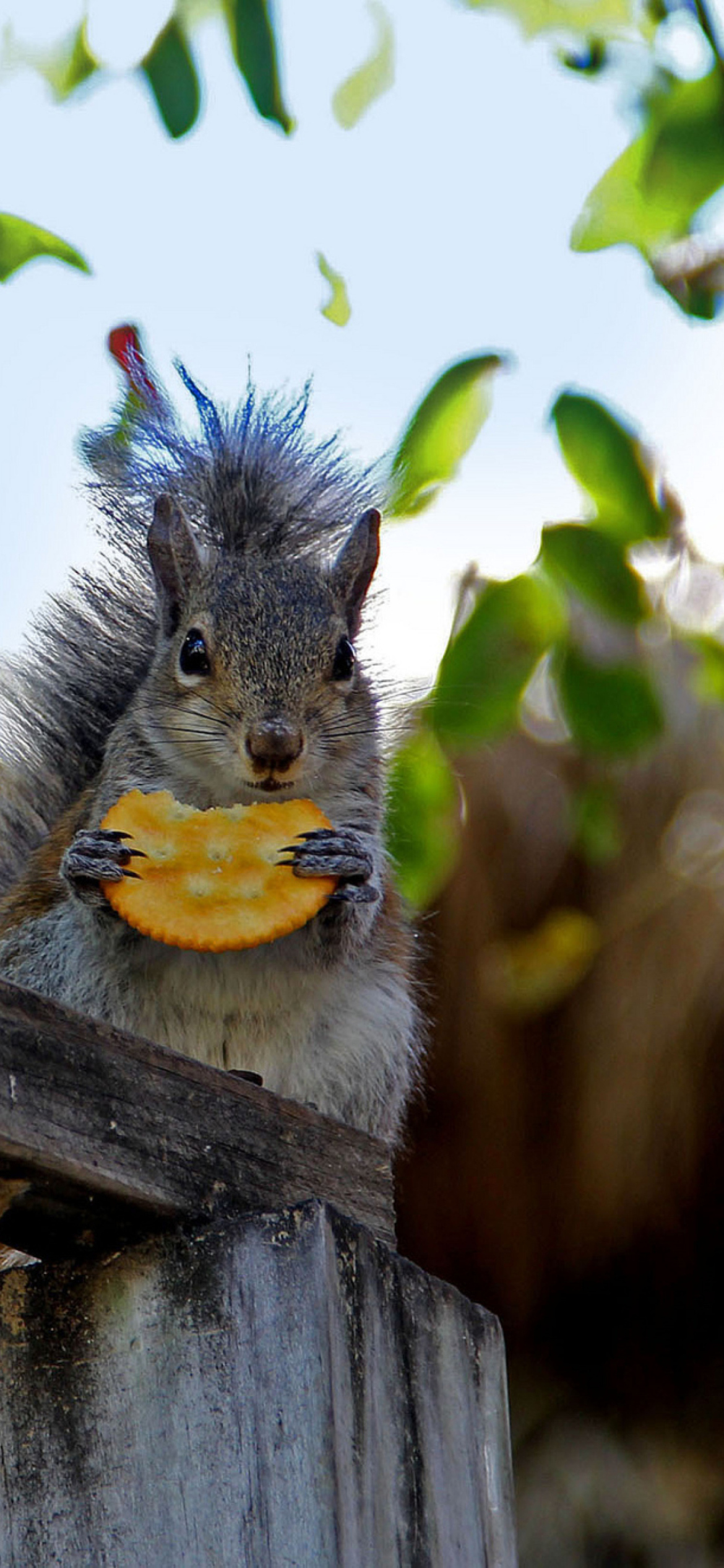 Sfondi Squirrel Eating Cookie 1170x2532