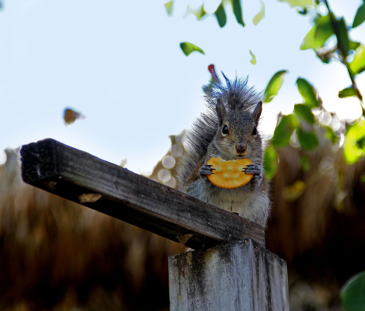 Fondo de pantalla Squirrel Eating Cookie 1200x1024