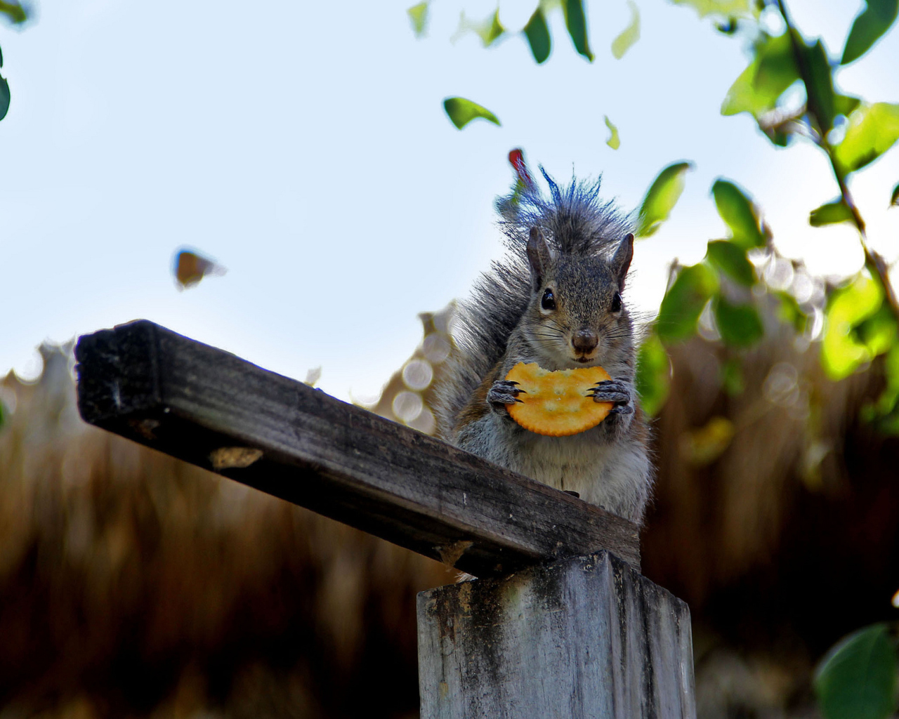 Das Squirrel Eating Cookie Wallpaper 1280x1024