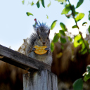 Fondo de pantalla Squirrel Eating Cookie 128x128