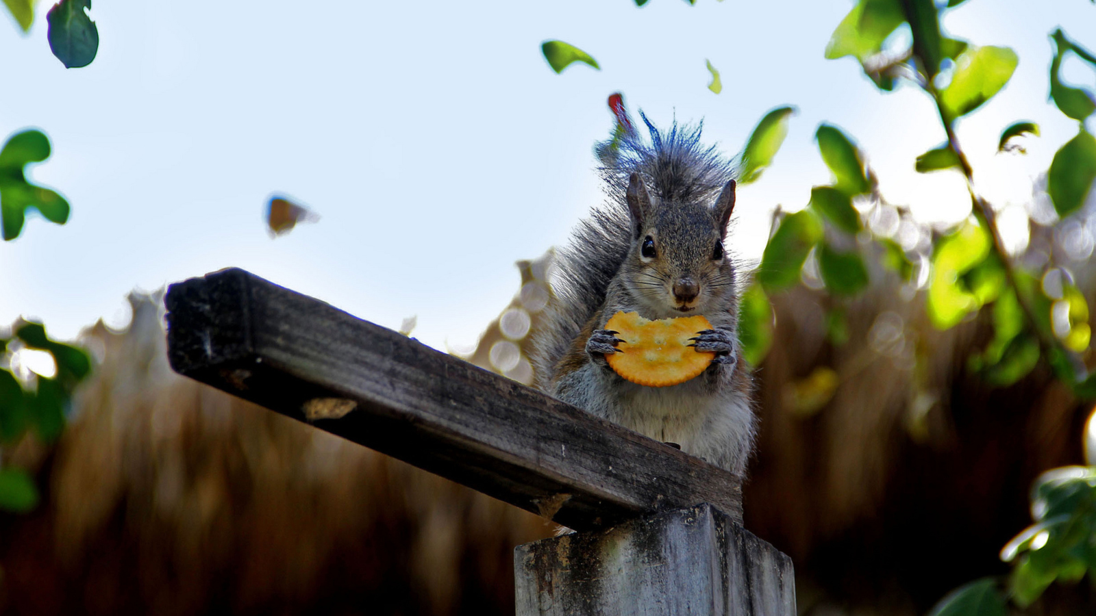 Sfondi Squirrel Eating Cookie 1600x900