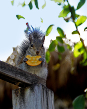 Das Squirrel Eating Cookie Wallpaper 176x220