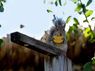 Das Squirrel Eating Cookie Wallpaper 320x240