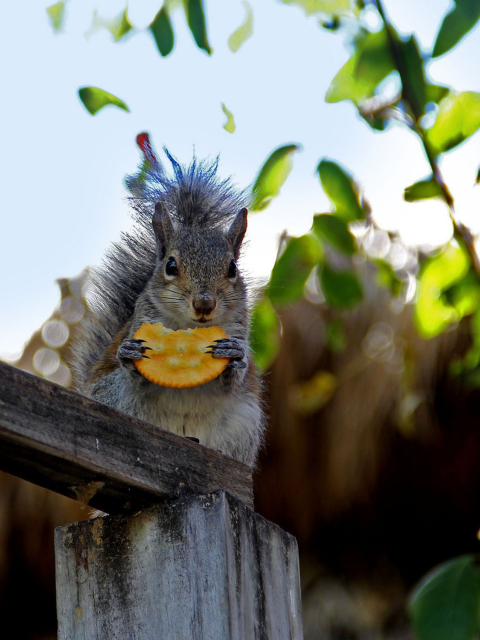Das Squirrel Eating Cookie Wallpaper 480x640