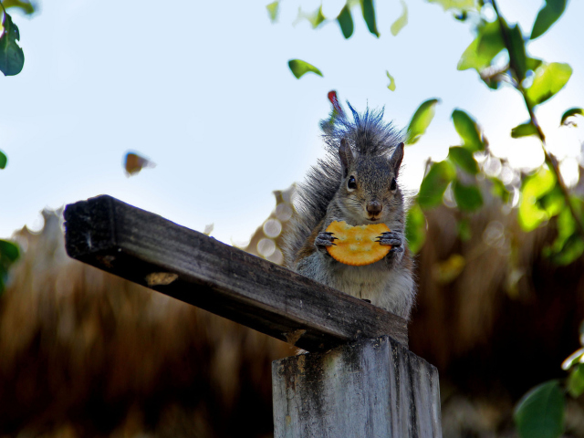 Sfondi Squirrel Eating Cookie 640x480