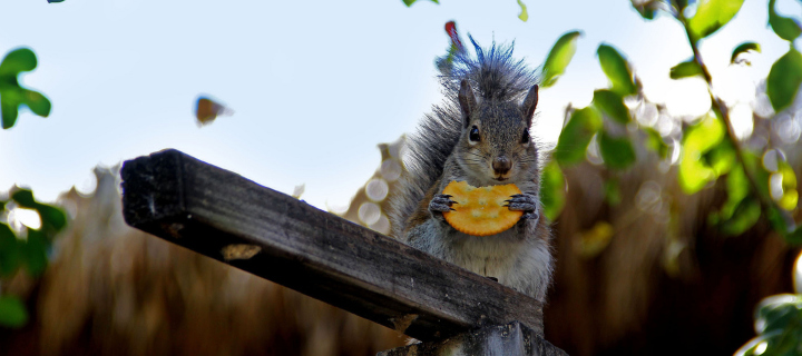 Fondo de pantalla Squirrel Eating Cookie 720x320