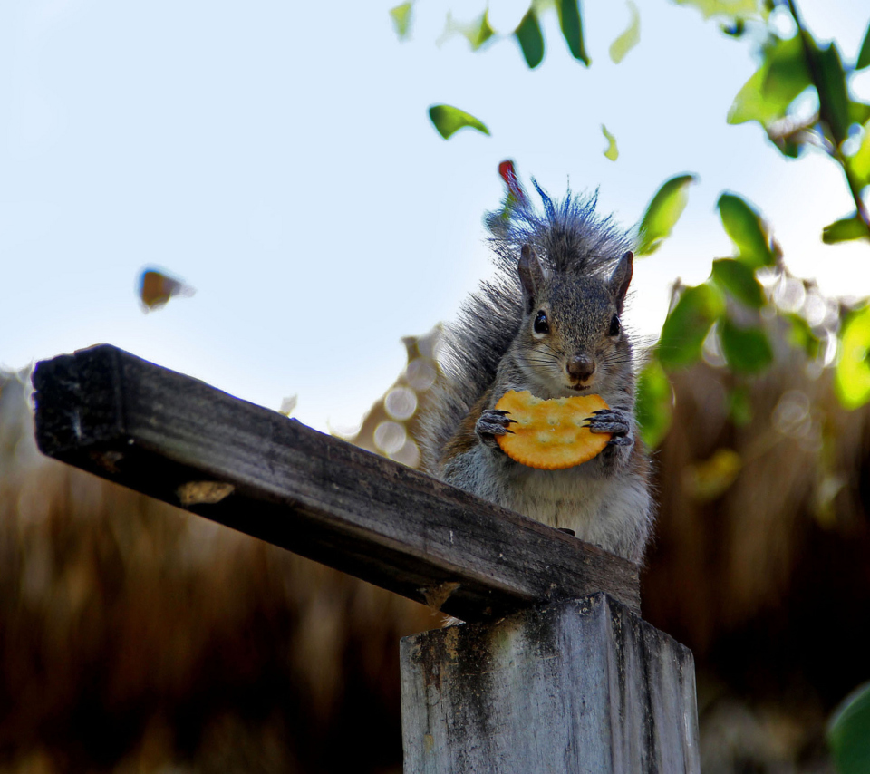 Squirrel Eating Cookie screenshot #1 960x854