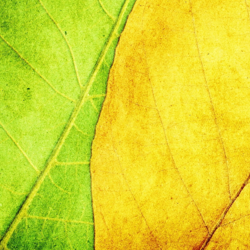 Yellow And Green wallpaper 1024x1024
