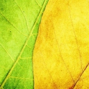Yellow And Green wallpaper 128x128