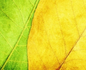 Yellow And Green wallpaper 176x144