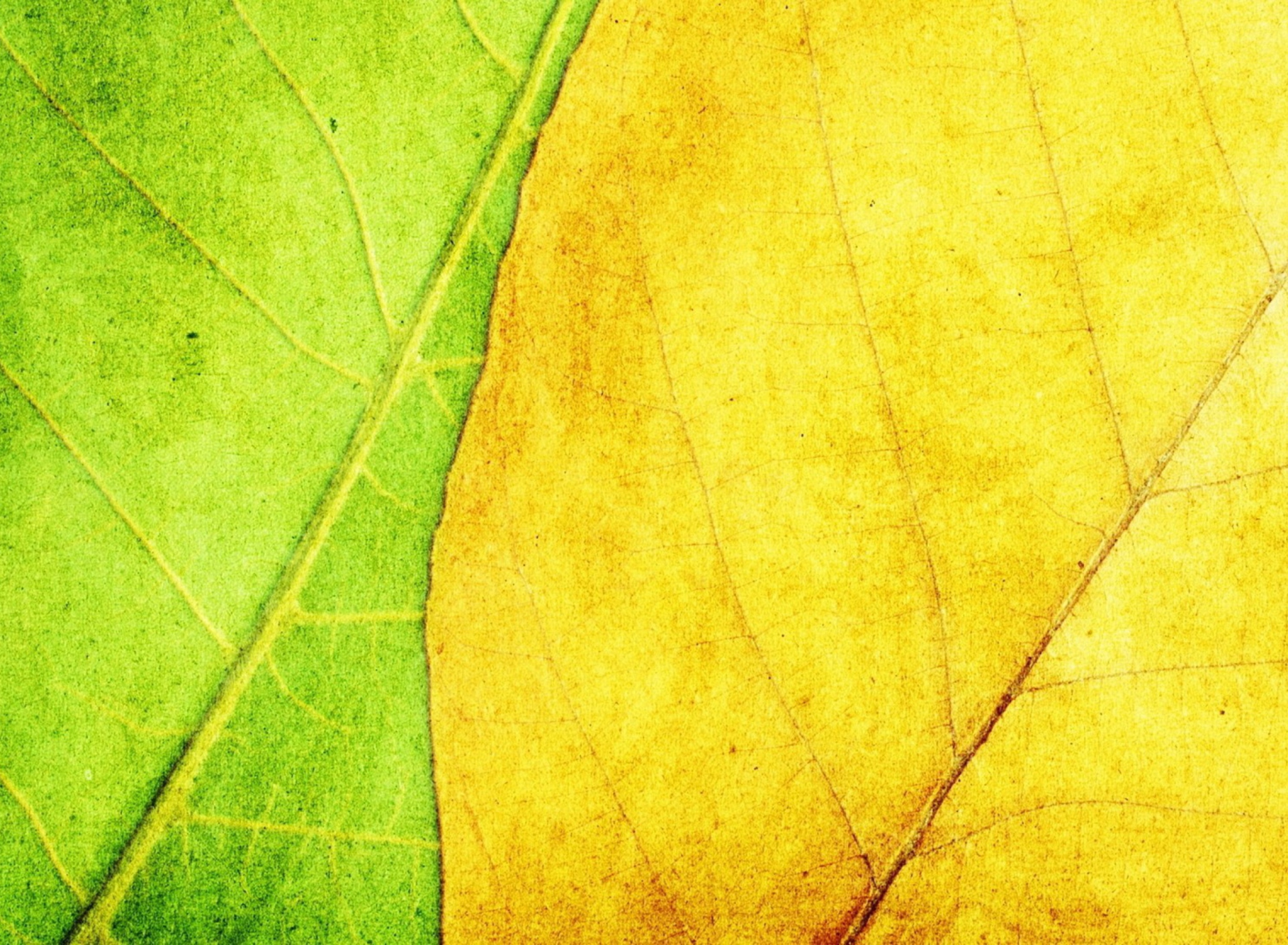 Yellow And Green wallpaper 1920x1408