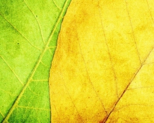 Yellow And Green wallpaper 220x176