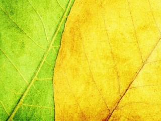 Fondo de pantalla Yellow And Green 320x240