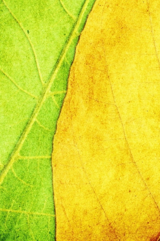 Yellow And Green wallpaper 320x480