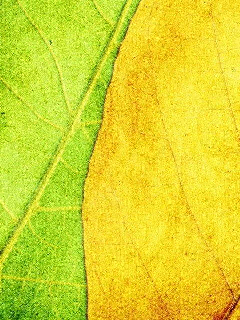 Yellow And Green wallpaper 480x640