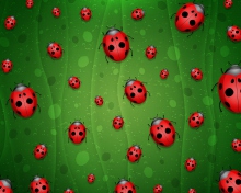 Обои Ladybugs Art 220x176