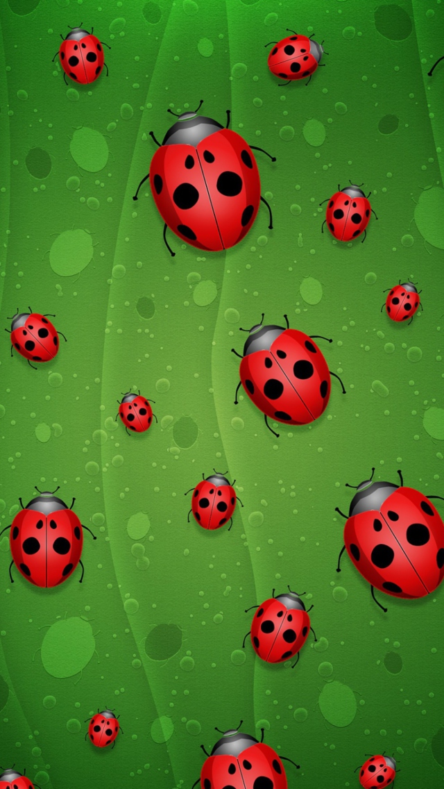 Fondo de pantalla Ladybugs Art 640x1136