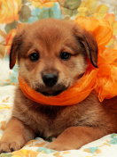 Fondo de pantalla Cute Puppy 132x176