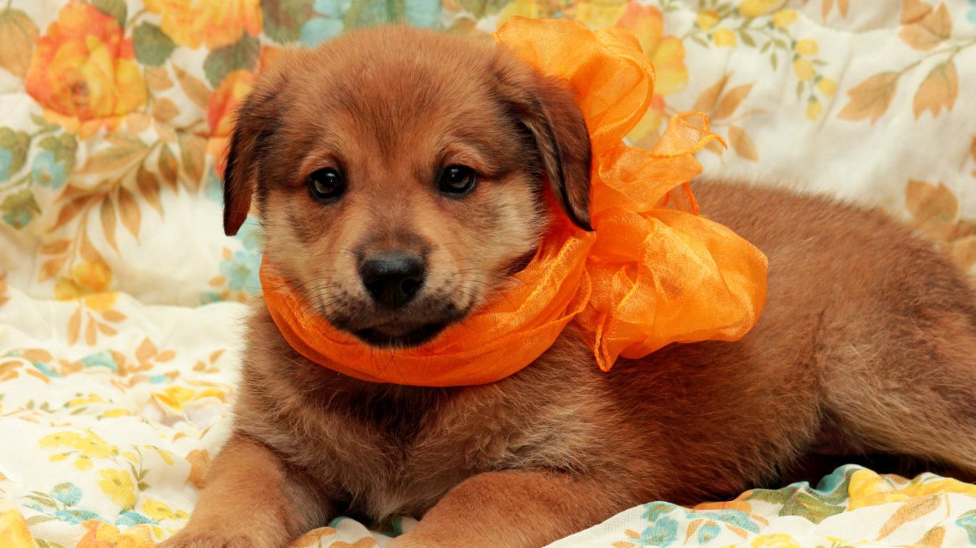 Cute Puppy wallpaper 1366x768