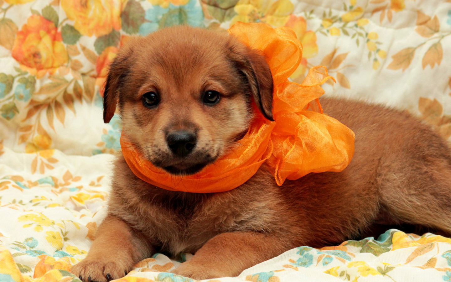Fondo de pantalla Cute Puppy 1440x900