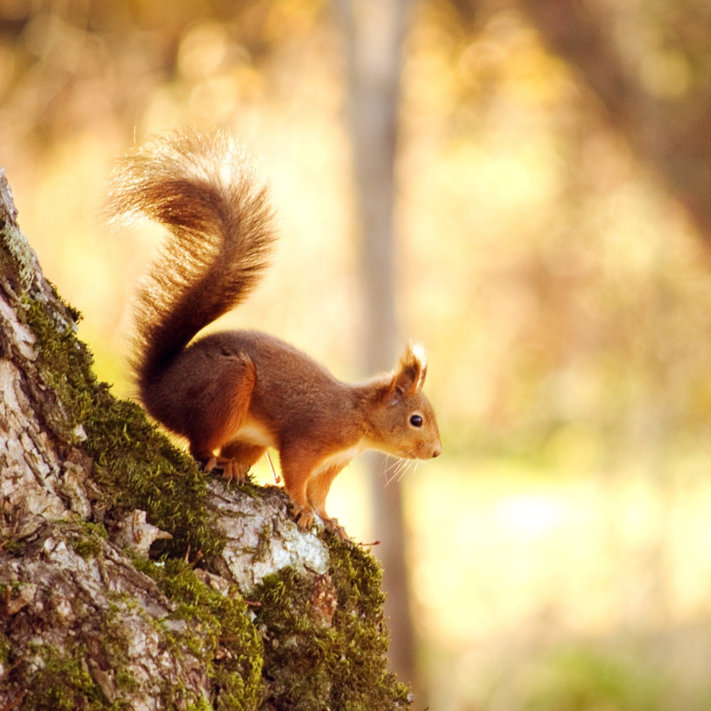 Fondo de pantalla Squirrel In Forest 1024x1024