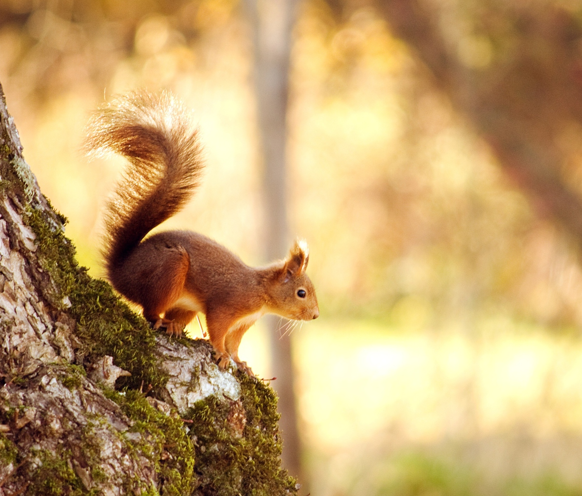 Screenshot №1 pro téma Squirrel In Forest 1200x1024
