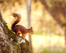 Обои Squirrel In Forest 220x176