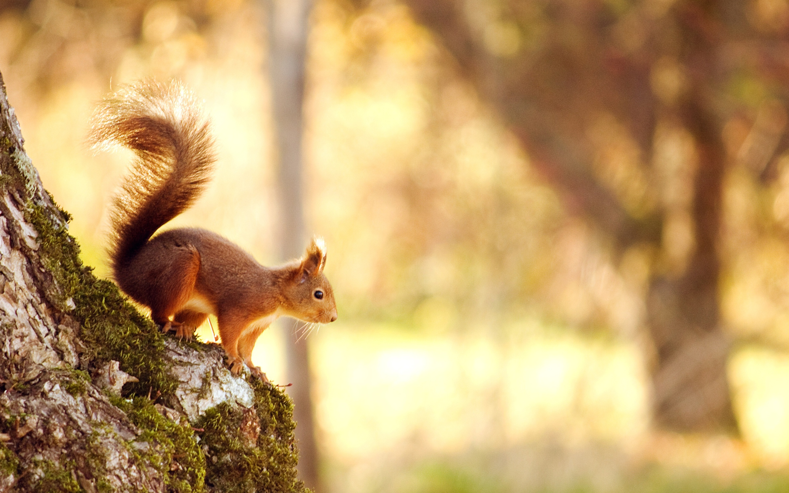 Fondo de pantalla Squirrel In Forest 2560x1600