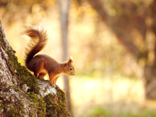 Das Squirrel In Forest Wallpaper 320x240