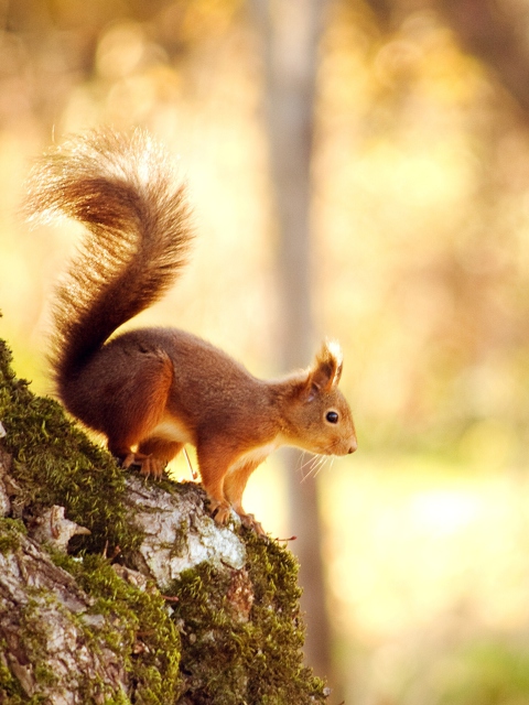 Sfondi Squirrel In Forest 480x640