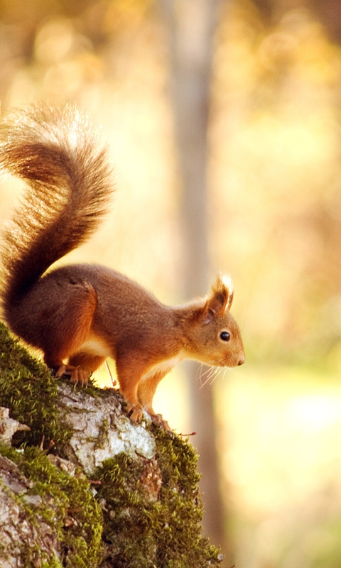 Обои Squirrel In Forest 480x800