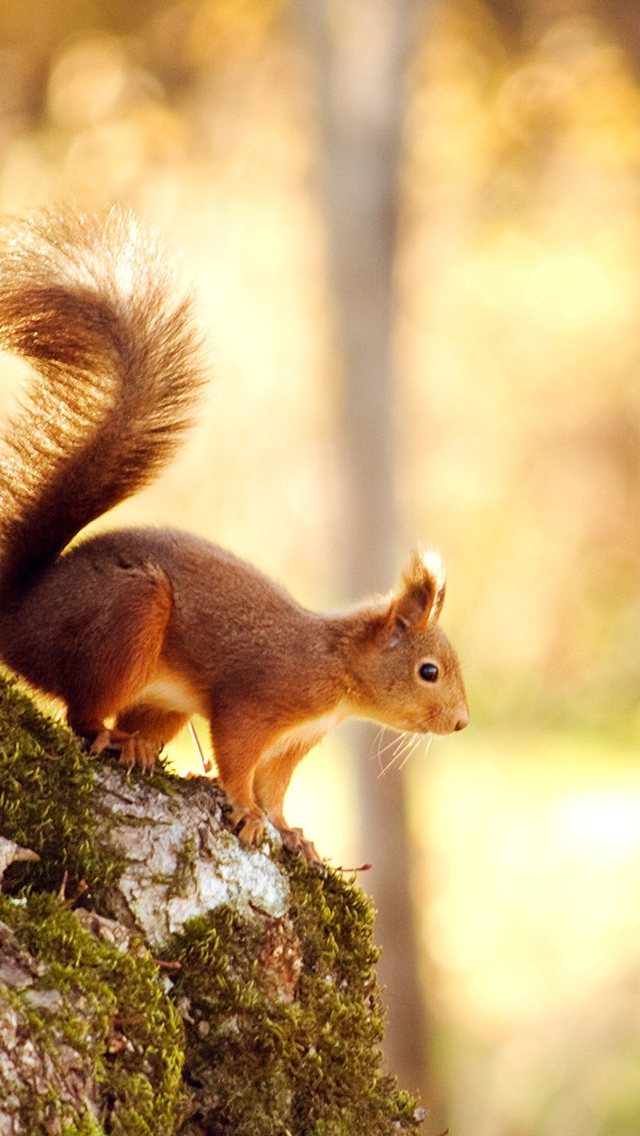 Обои Squirrel In Forest 640x1136