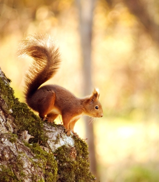 Squirrel In Forest - Obrázkek zdarma pro 768x1280