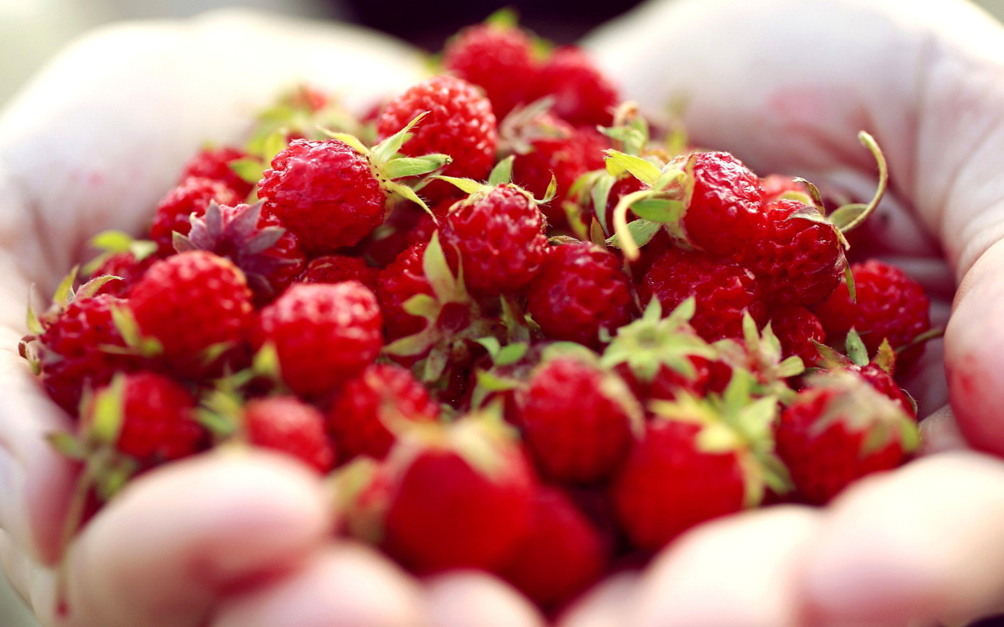 Sfondi Macro HD Woodland Strawberry 1440x900