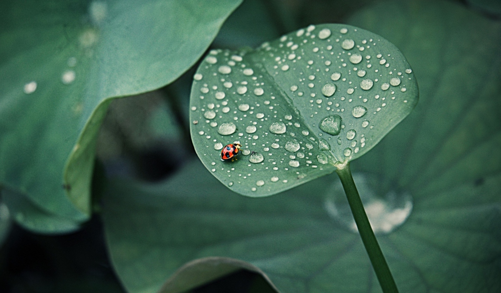 Das Ladybug On Leaf Wallpaper 1024x600
