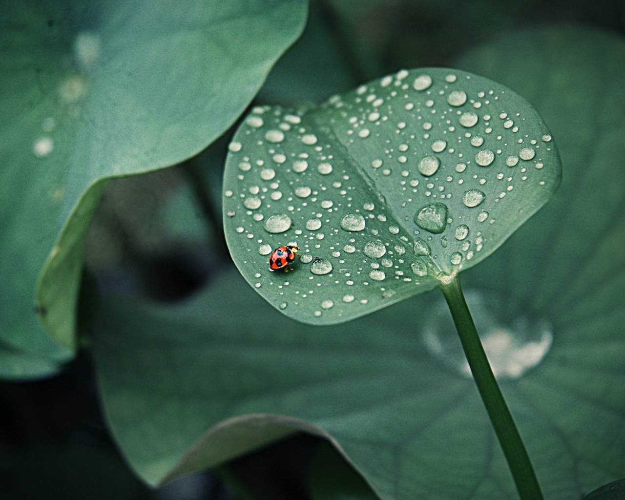 Das Ladybug On Leaf Wallpaper 1280x1024