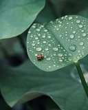 Обои Ladybug On Leaf 128x160