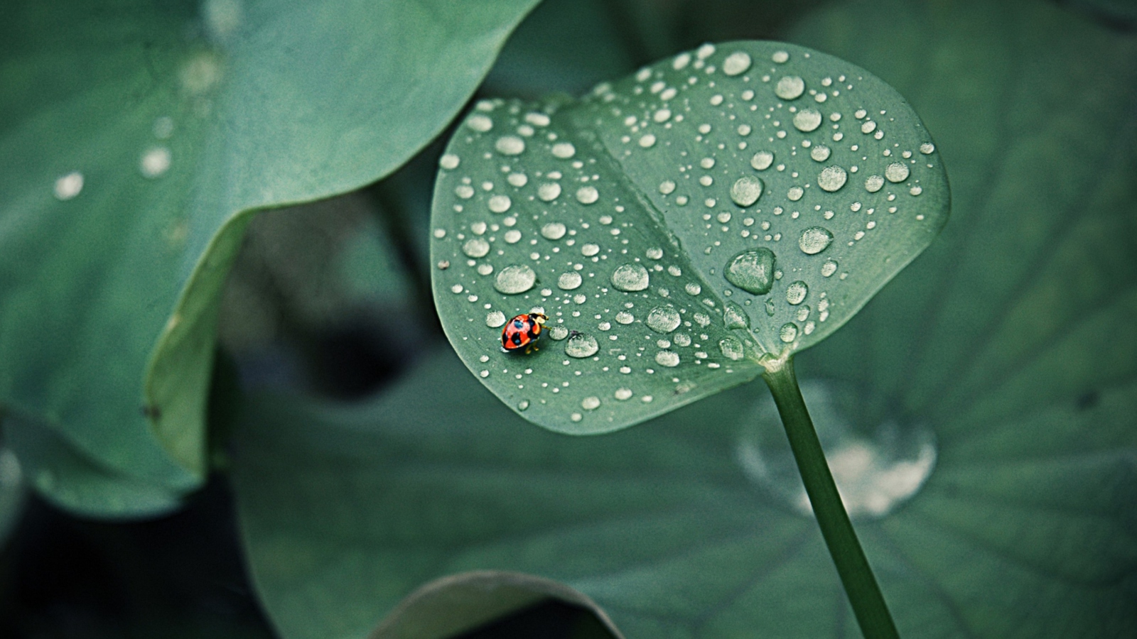 Das Ladybug On Leaf Wallpaper 1600x900