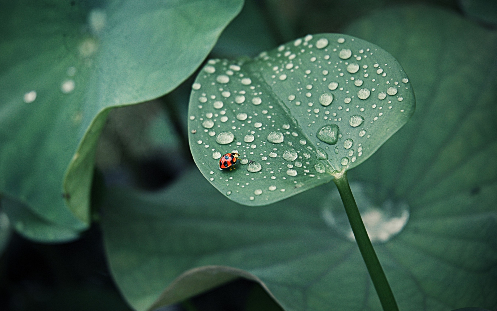 Fondo de pantalla Ladybug On Leaf 1680x1050