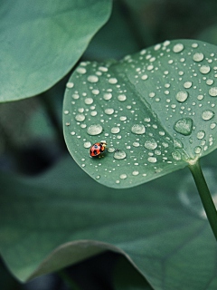 Обои Ladybug On Leaf 240x320