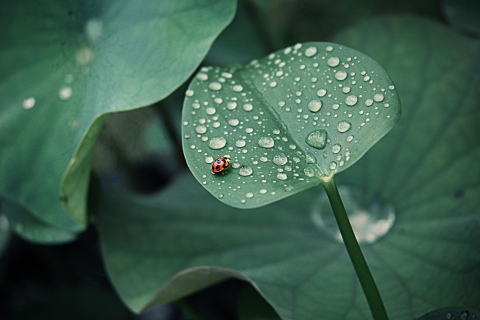 Обои Ladybug On Leaf 480x320