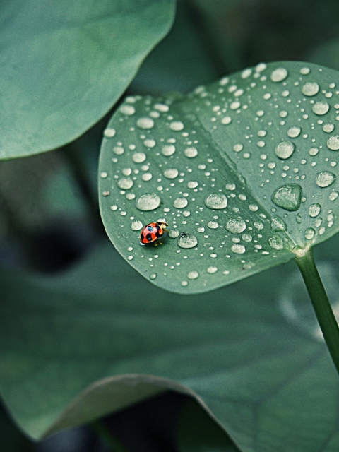 Sfondi Ladybug On Leaf 480x640