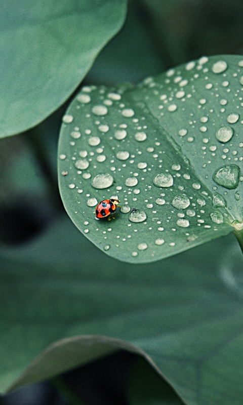 Sfondi Ladybug On Leaf 480x800