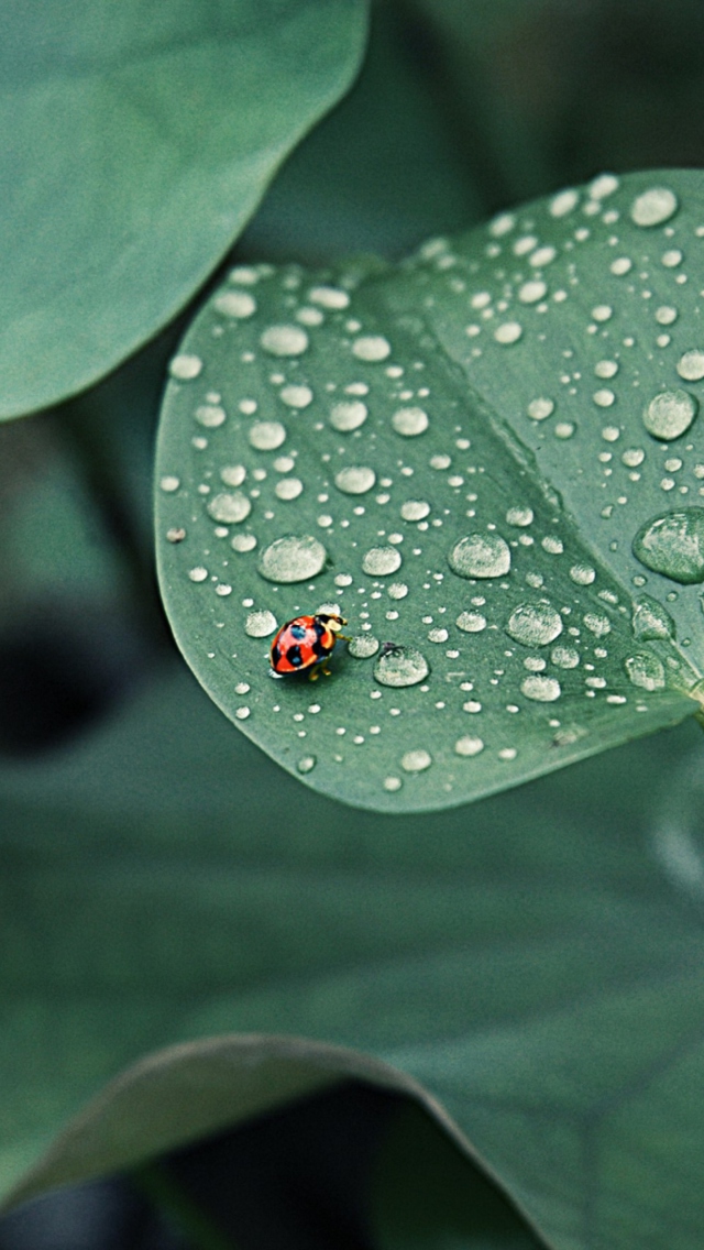 Обои Ladybug On Leaf 640x1136