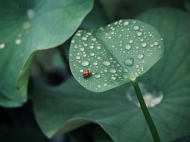 Обои Ladybug On Leaf 640x480