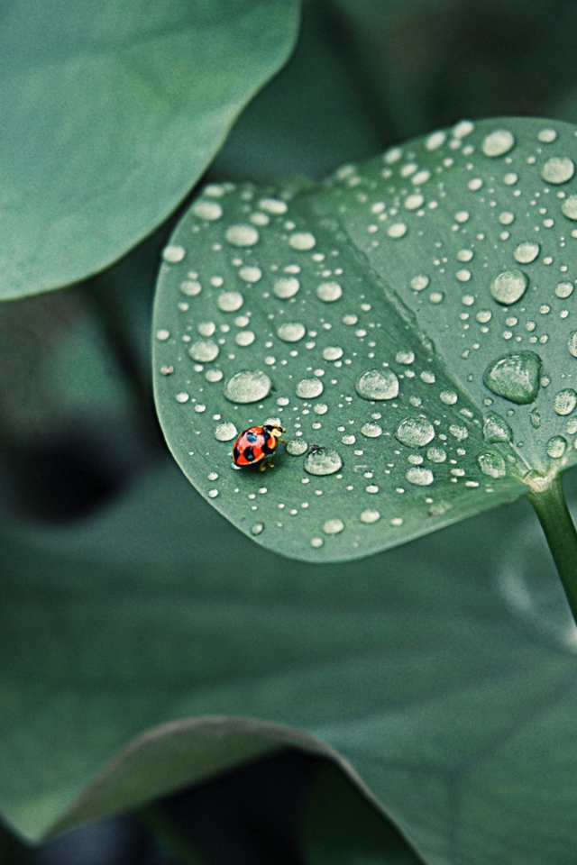 Das Ladybug On Leaf Wallpaper 640x960